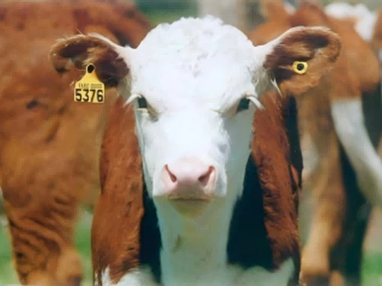 Electronic identification RFID tags on livestock ears for USDA mandate compliance and herd management Electronic identification RFID tags on livestock ears for USDA mandate compliance and herd management
