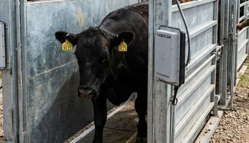Fixed chute RFID reader infrastructure for cattle weighing and farm management software integration Fixed chute RFID reader infrastructure for cattle weighing and farm management software integration